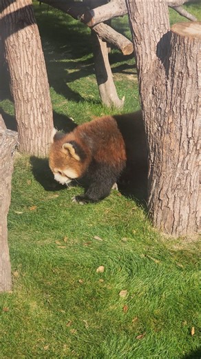 レッサーパンダのマーキング方法 / How Red Pandas Mark Territory #redpanda