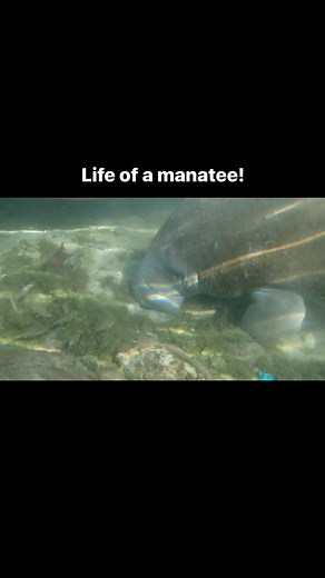 21 reactions | Can’t decide what’s cuter — the manatee eating a rock, blinking, or giving himself a belly scratch!  What’s your favorite part? | River Ventures - Swim with Manatees | Facebook