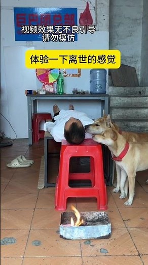 A Dog's Heartfelt Journey: A Chinese Village Dog's Touching Tale