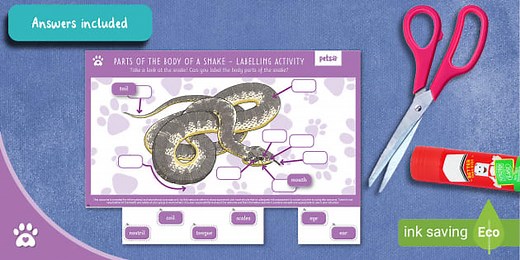 Parts of the Body of a Snake - Labelling Activity