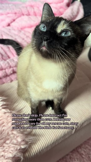 Struggling to Rebuild The Pink Cat Sanctuary