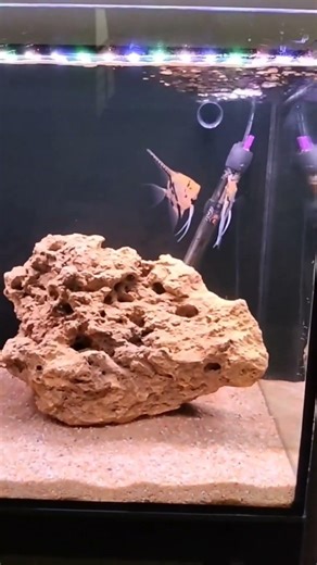 angelfish aggressively protecting eggs #fish #fishtank #aquarium #angelfish