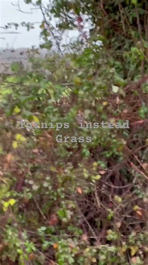 Cattle started eating Turnips # #greatwesternfarms