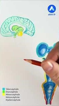 Anatomy of the brain