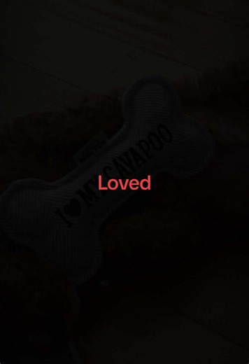 #puppylove #cavapoo #cavapoopuppy #crazypuppy