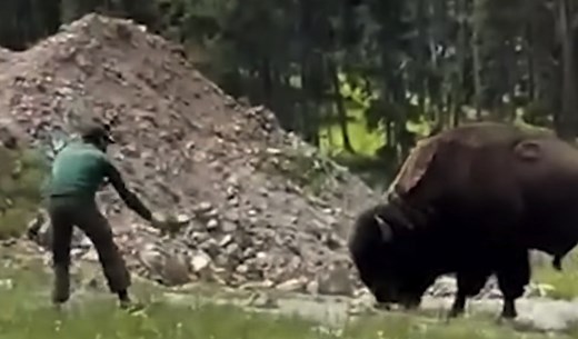 Yellowstone tourist suffers consequences after getting too close to bison: 'He thought he was at the petting zoo'