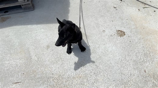 123K views · 11K reactions | Freedom for another beautiful puppy who...