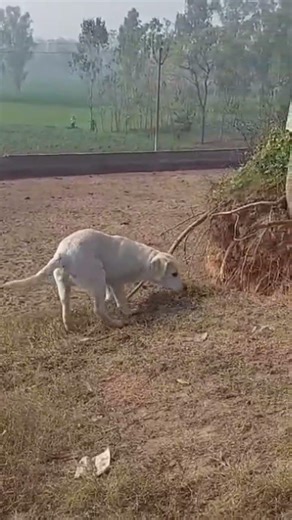 labrador walking # #babyanimal # viral short # video # pets