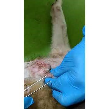 ver de Cayor . cordylobia