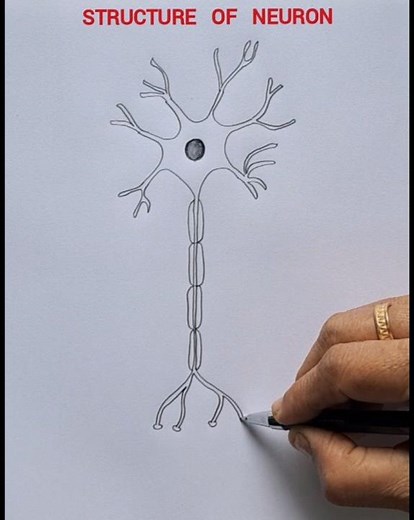 How to draw structure of neuron easily /class 9 and 10 science diagram / neuron diagram