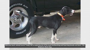 Top 10 Facts About the Loyal Stephens Stock Dog