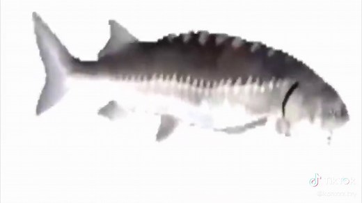 Funny Fish Spinning Memes Compilation