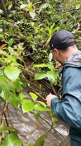 84K views · 649 reactions | A surprise find on the river banks of an Ecuadorian rainforest #bravewilderness #nature #WildlifeAdventure #ecuador | Brave Wilderness | Facebook