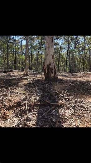 Liz Pickthall on Instagram: "Love finding gold right outside the car 💯⛏️🥰 #Minelab #minelabmetaldetecting #minelabaustralia #coiltek #victoriangoldfields"