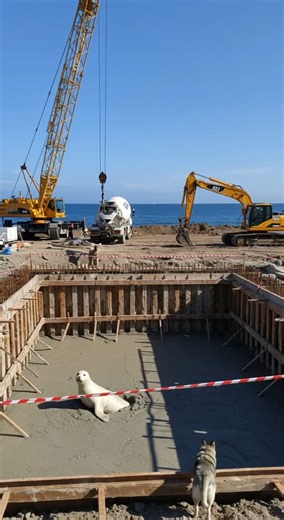 Husky and workers rescue an albino seal trapped in a cement tank #husky #workers #rescue #albino #seal #trapped #cement #tank #animals #shortsfeed #shorts #teddygenai #short #fbreelsfypシ゚viralfbreelsfypシ゚viral #fbreels2025ツ #fbreelsfypシ゚viralシ #reelschallengereelschallenge #fbpost2025シ #reelsviralシ #fypシ゚viralシ #shortsreels #fbyシvideo #fishing #fishvideo #reels #reelsfacebook #reelsviralシfb #reelsfypシ #shortviral #shortsvideos | Teddy Gen AI