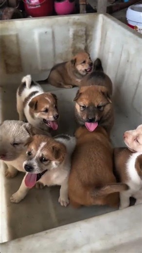 Day 172 posting about cute, adorable, funny Pets & Animals moments