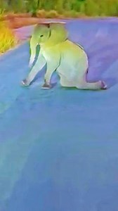 495K views · 10K reactions | Watch as this adorable little elephant throws a full-on tantrum in the middle of the road. | Cute Tings | Facebook