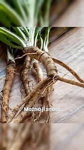 🌼 Myslíš, že je to jen plevel? Omyl!👇Článek v prvním komentáři👇 | Hlášky z Dva a pol chlapa