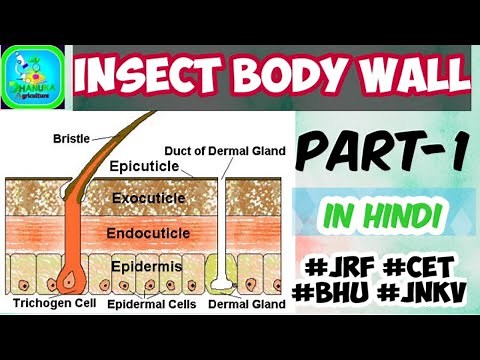 Insect Body wall or Integument/Exoskeleton (Part-1) | Insect Morphology | Entomology