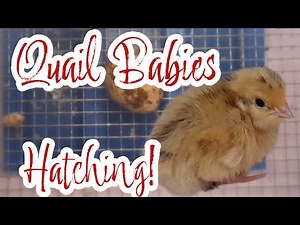 Quail Chicks Hatching: Expert Comments the Final Stage of the Egg Incubation Process