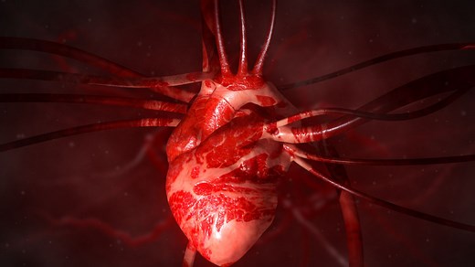 Human heart grown in pig embryo, beats and thrives for 21 days