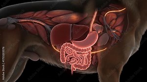 Dog Anatomy Model Digestive System Realistic 3D Internal Organs Illustration Liver Intestines Stomach Esophagus Health