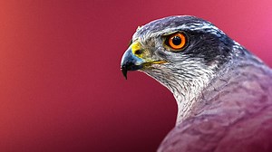 BBC One - Wildlife on One