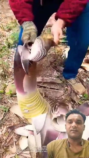 A disabled duckling helps his catfriend #DuckRescue #CuteAnimal#AnimalRescue