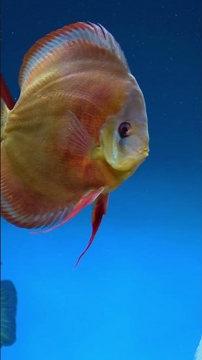 The beautiful red cover blue rim #fish #discusfish #aquarium #discus