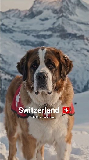 Majestic Saint Bernard Rules Matterhorn in Switzerland! 🐕🇨🇭