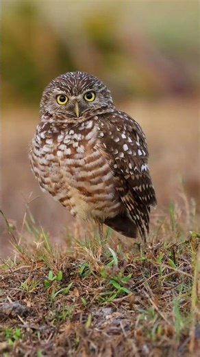 Those Eyes! How Cool Is That?