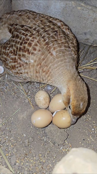 Loving Mother Partridge Keeping the Remaining Eggs Warm 🌿 | #eggs #nest #chicks