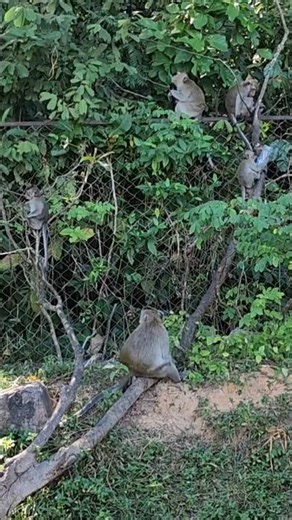 Rare Wildlife Footage: Monkeys and Goats in Stunning Adventures