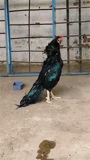 could be something like "Asil Rooster: Characteristics and Care". The