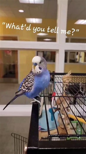 Parakeet Talks in Hushed Voice Like Humans