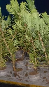 13K views · 72 reactions | Prepare to be amazed as the spacecraft utilizes its solar electric propulsion system to navigate the harsh environment around Mercury! Witness the ingenuity of scientists and engineers as they make this interplanetary mission possible! #science #climate #space | Spark | Facebook