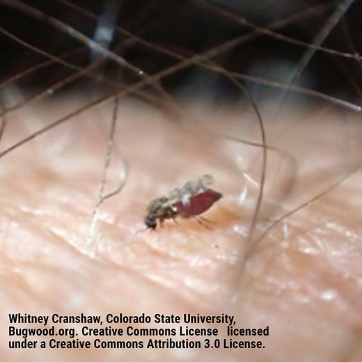 No See Um Bites: All You Need to Know -- The Bug Agenda