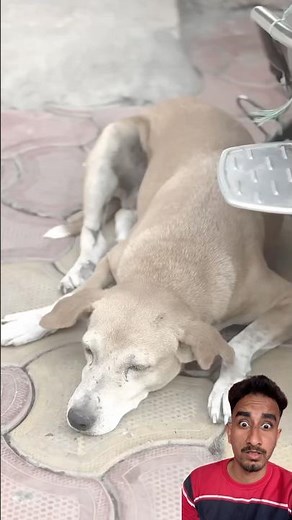 Building Wooden Log Cabin in Forest 🌲🥰 Survival House Step by Step