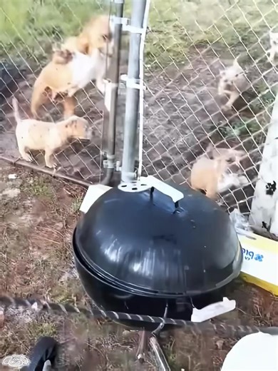 Hilarious Prank Reactions and Thanksgiving Fun