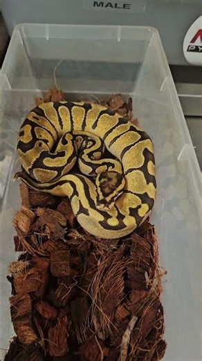 ENCHI FIRE OR VANILLA HET PIED 50% HET HYPO FEMALE LOOKING TO REHOMING