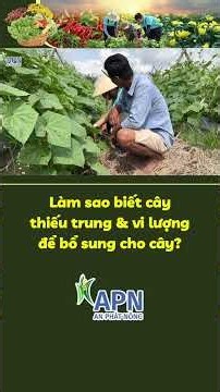 APN - How to Identify Micronutrient Deficiencies in Plants and When to Supplement? #anphatnong
