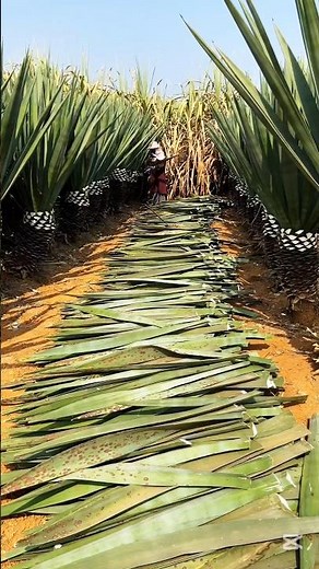 Harvest & Machine Process Sisal Plants #plants #machinelearning