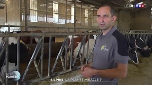 De loin, on croirait voir un champ de colza, mais cette fleur jaune et dorée est en fait une silphie, une lointaine cousine du tournesol. Voilà quatre ans que Vincent Gaumet, éleveur et méthaniseur, la récolte sur cette terre et il est déjà convaincu. | TF1 INFO