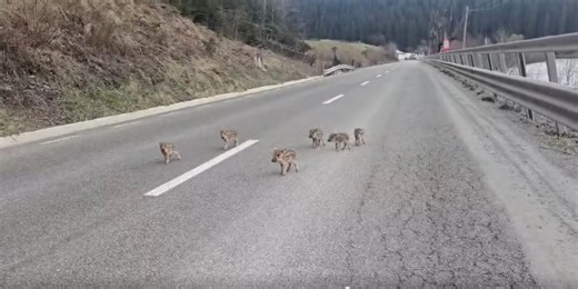 Șase pui de mistreț, rătăciți pe o șosea din Suceava
