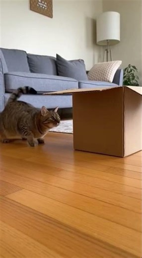 Cat's Epic Box Jump FAIL