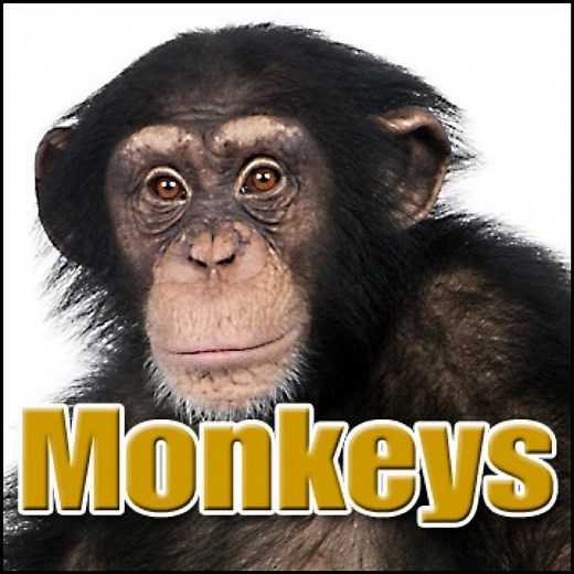 Animal, Monkey - Group of Maki Monkeys: Heavy Screaming, Primates - Monkeys, Chimps & Apes