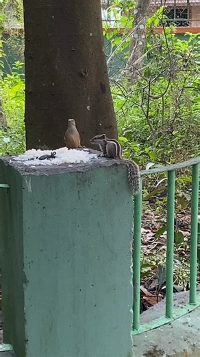 Birds Help Squirrel Bring Back to Reality A heartwarming scene 🐿️ where birds surround a confused squirrel, helping it calm down and return to its playful self. Don’t forget to share with friends and family and follow for more! #squirrel #birds #naturelove #wildlife #beautifulnature #animalfriends #trendingreels #backyardlife | Backyard Zoo