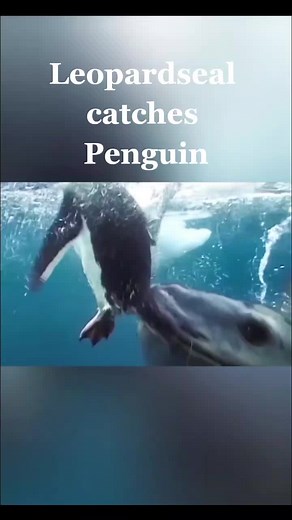 Leopard Seal: Predator of the Southern Waters