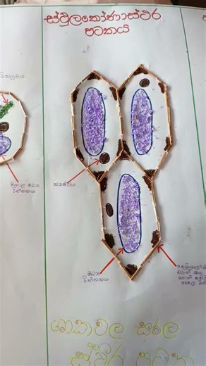 Simple permanent tissues in a different way #science #scienceexperiment #scienceeducation