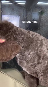 1.2M views · 10K reactions | Rounded ears 笠笠 Super quick salon demo for those professional groomers out there, here’s a Cockapoo ear rounded off and blended. Scissors used Bronze straights from Blackhawk- use code VH10 for discount Blenders- katanas by Geib Don’t attempt this if you aren’t a groomer as ear leathers can easily be cut  | Verity Hardcastle | Facebook